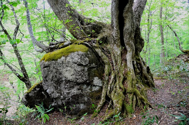 写真: ブナ林の老木~新緑に包まれて