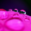 写真: ピンク芍薬水滴