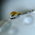 写真: 白芍薬〜水滴