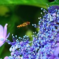 写真: ハナアブ飛行〜額紫陽花