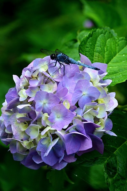 紫陽花～シオカラトンボ