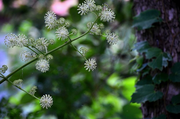 写真: ウドの花