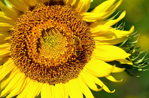 写真: 向日葵〜蜂も黄色に