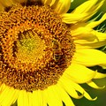 写真: 向日葵〜蜂も黄色に