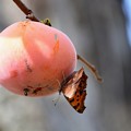 写真: 柿を食べるキタテハ蝶