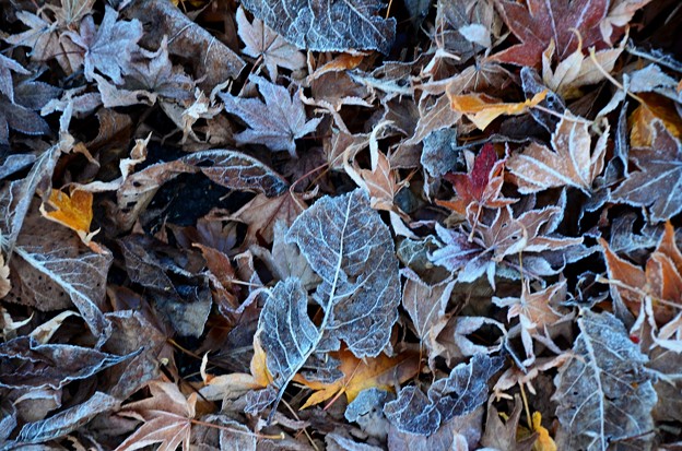 写真: 落ち葉が凍りました