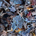 落ち葉が凍りました