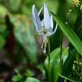 写真: 白いカタクリの花