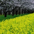 写真: 桜と菜の花〜縦