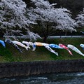 桜〜鯉のぼり