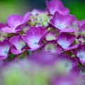 写真: ブドウ色紫陽花
