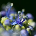 写真: 額紫陽花蕊に水滴