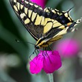 写真: アゲハ蝶〜花に