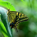 綺麗なアゲハ蝶