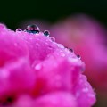 写真: 薔薇の水滴