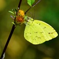 写真: 綺麗な黄蝶