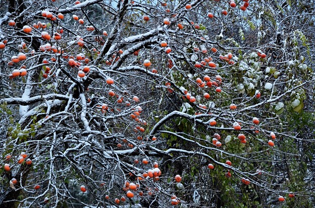 雪柿～初雪