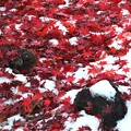 Photos: 雪と紅葉