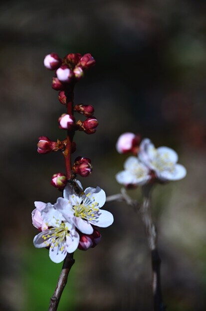 写真: 梅の花咲き始め