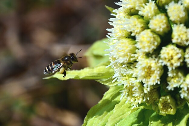 写真: 蕗の薹蜜蜂