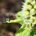写真: 蕗の薹蜜蜂