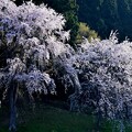 写真: 桜に朝日