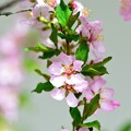 写真: 庭桜２