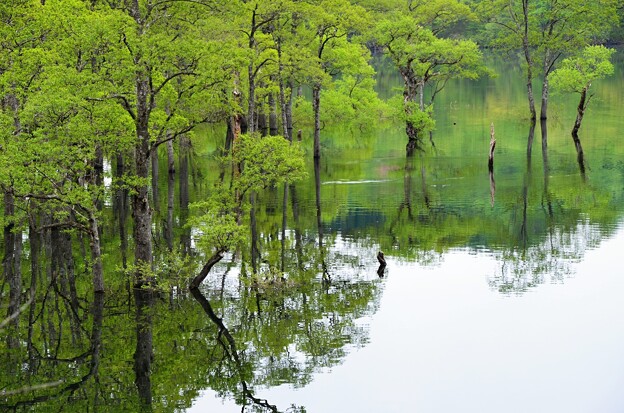 写真: 新緑～映り込み水没木