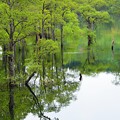 写真: 新緑～映り込み水没木