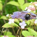 写真: 紫陽花にクマバチ