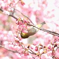 陽光桜にメジロ-1