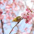 陽光桜にメジロ-2