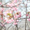 陽光桜にメジロ-3