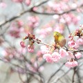 陽光桜にメジロ-4