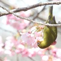 陽光桜にメジロ-6
