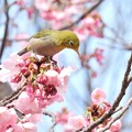 陽光桜にメジロ-1