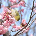 陽光桜にメジロ-3
