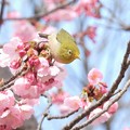 陽光桜にメジロ-4