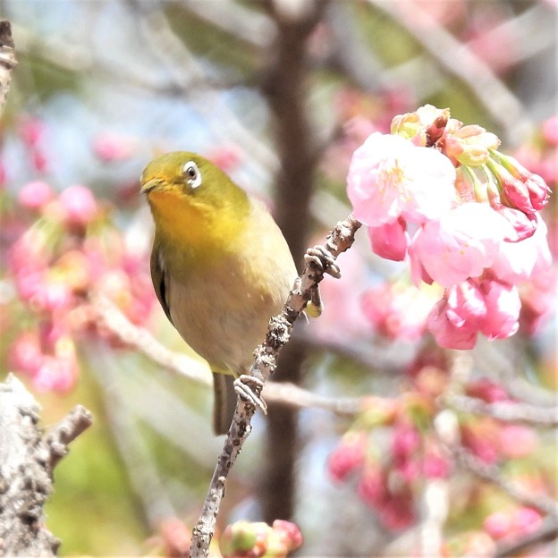 写真: 陽光桜にメジロ-6