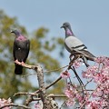 写真: 人は桜、鳩は何を？
