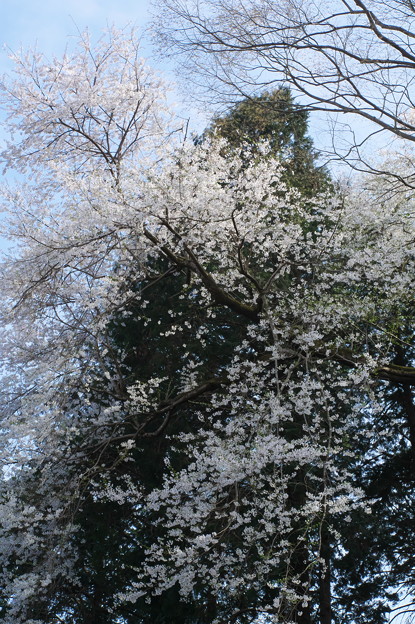 写真: 山桜？