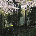 写真: 散り急ぐ桜花