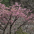 Photos: 春-桜・梅競演