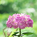 写真: 紫陽花（2）