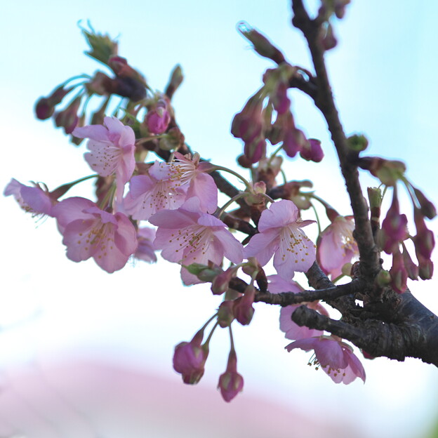 鉢植え河津桜