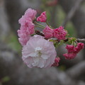 写真: 八重桜 松月？