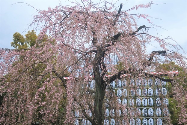 写真: 枝垂れ桜〜上野公園