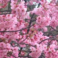 写真: 陽光桜〜上野公園