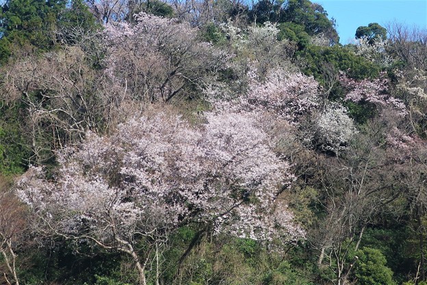 写真: 逗子市久木の山桜
