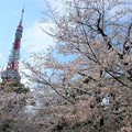 写真: 桜とタワー